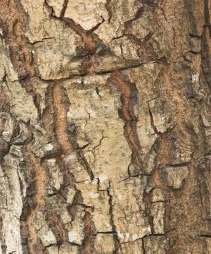 Bark Tree Texture Photos
