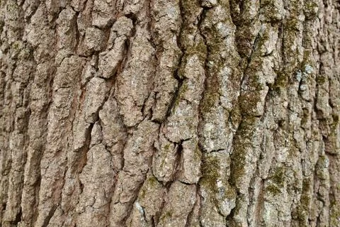 Bark Tree Texture Stock Photos