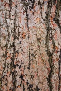 Bark Tree Texture Stock Photos