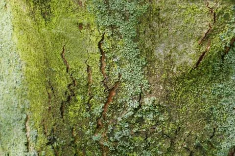 Bark Tree Texture Stock Photos