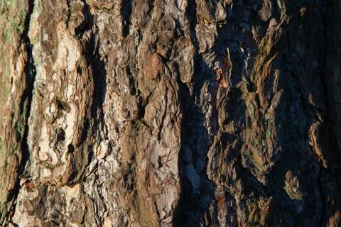 Bark of tree texture Stock Photos
