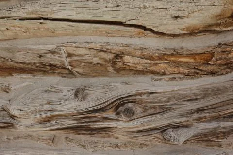 Bark of tree texture Stock Photos