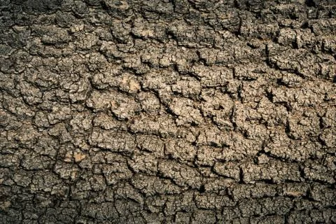 Bark tree texture Stock Photos