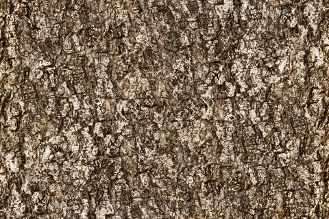 Bark of tree texture Stock Photos