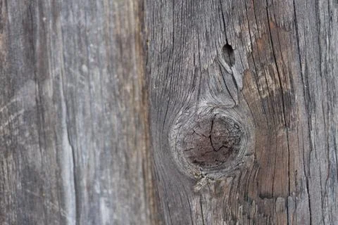 Bark Tree Texture Stock Photos