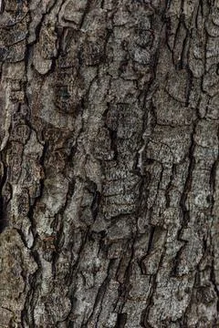 The bark of a tree texture Stock Photos