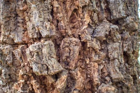 Bark tree texture with soft light . Stock Photos