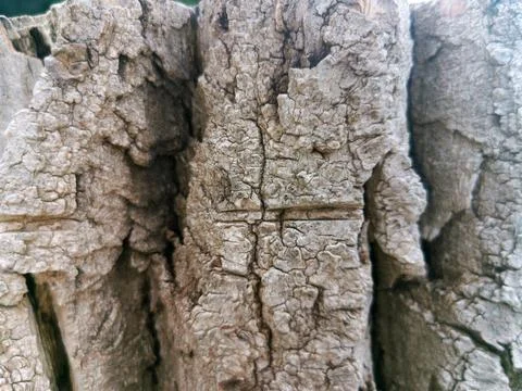 Bark of tree. Texture, trunk, cracked wood. Full frame in nature. Stock Photos