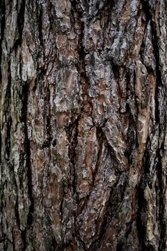 Bark of tree texture to use like background. Wood bark texture for using in d Stock Photos