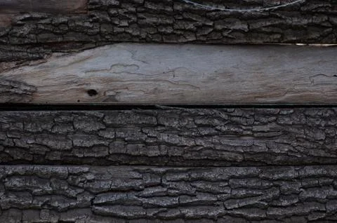 Bark of tree texture. Wood bark texture. Part of a tree in daylight. The invo Stock-Fotos