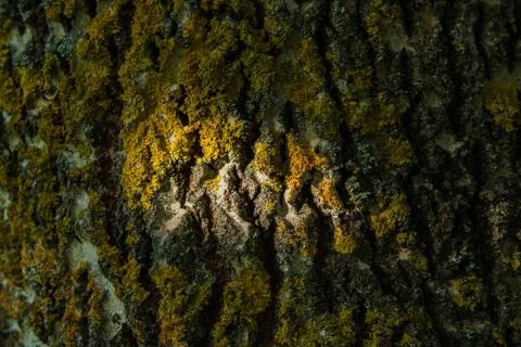 Bark of tree texture. Wood bark texture. Part of a tree in daylight. The invo Stock Photos