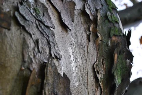 Bark, tree, texture, wood, nature, brown Stock Photos