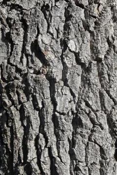 The bark of the tree. The texture of the wood. Stock Photos