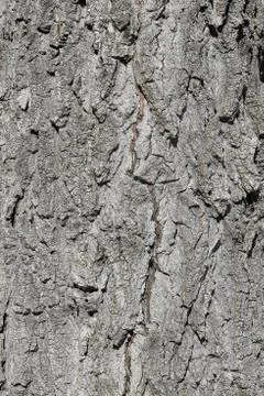 The bark of the tree. The texture of the wood. Stock Photos