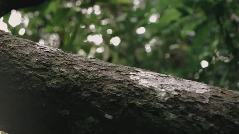 The bark of tree. Thick layer of bark on oak. Brown and Black Bark on Tree Stock Footage 154565062