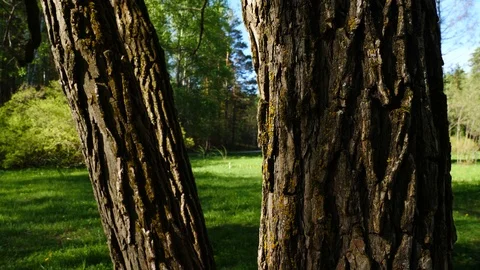 Bark of a tree tilt shot Stock Footage 90620860