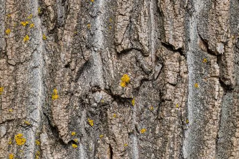Bark of tree. Timber or lumber natural pattern, rough raw wooden texture of.. Stock Photos