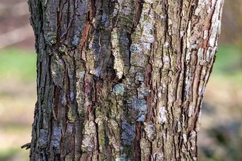 Bark on Tree Trunk Stock Photos