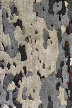 The bark of the tree trunk is similar to the pattern of military camouflage Stock Photos