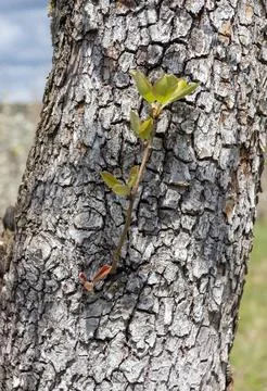 The bark of the tree on the trunk, a structure created by nature, unique styl Stock Photos