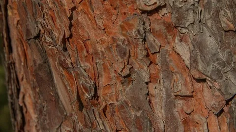 The bark of the tree, the trunk of the tree, background, texture, Stock Footage 57462394