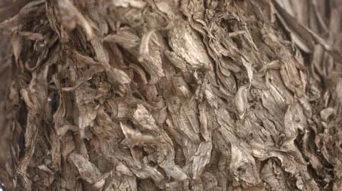 Bark on a tree trunvk Stock Footage 41832357