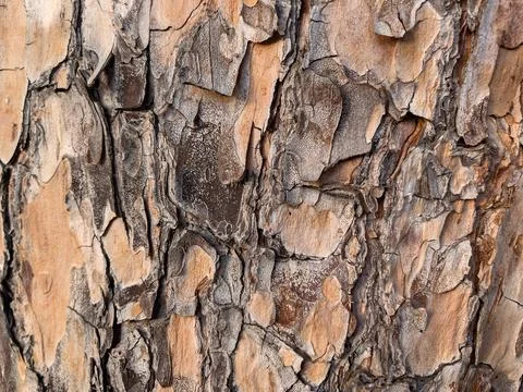 The bark of a tree with an unusual pattern on a large plan. Stock Photos