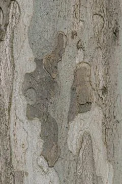 Bark from a tree, usable as a background 스톡 사진