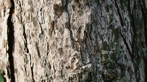 The bark of the tree on which ants crawl Stock Footage 111783783