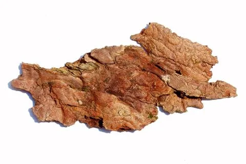 Bark of tree on white background. detailed structural pattern. Stock Photos