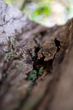 Bark of a tree in winter Foto stock