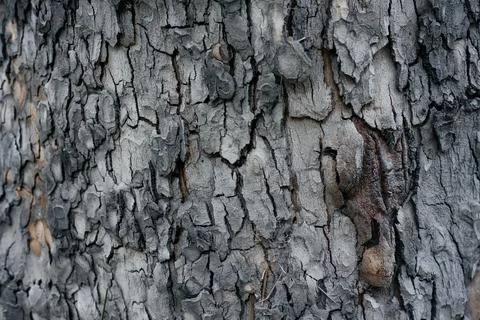 Bark Tree wood texture .   Macro shot Stock Photos