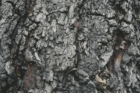 Bark Tree wood texture . Selective focus . Macro shot Stock Photos