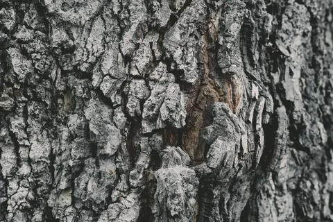 Bark Tree wood texture . Selective focus Foto stock