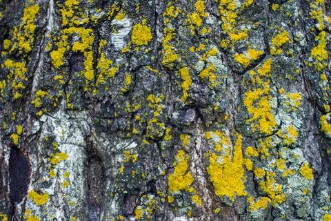 Bark of Tree with Yellow Moss Stock Photos
