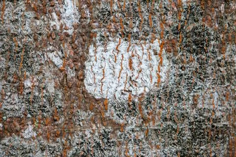 Bark trees background Stock Photos
