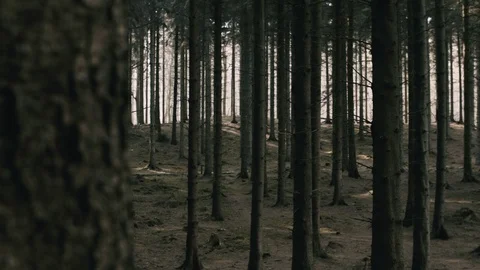 Bark of the trees Video stock 107941443