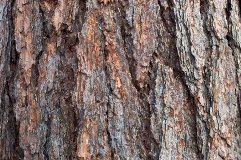 Bark of trees Stock Photos