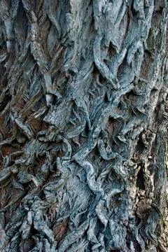 Bark trees Foto stock