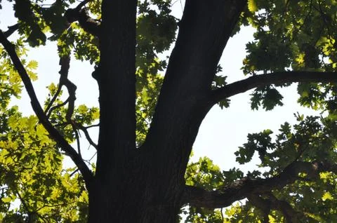 The bark on the trees. Stock Photos