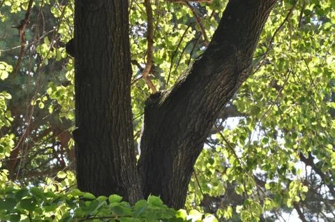 The bark on the trees. Stock Photos