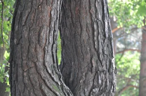 The bark on the trees. Stock Photos