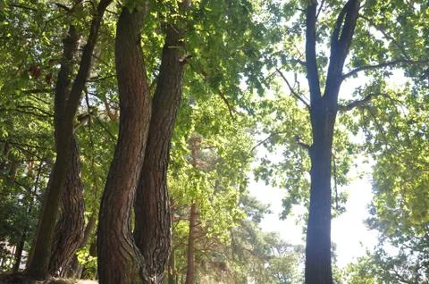 The bark on the trees. Stock Photos