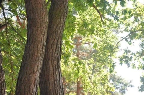The bark on the trees. Stock Photos