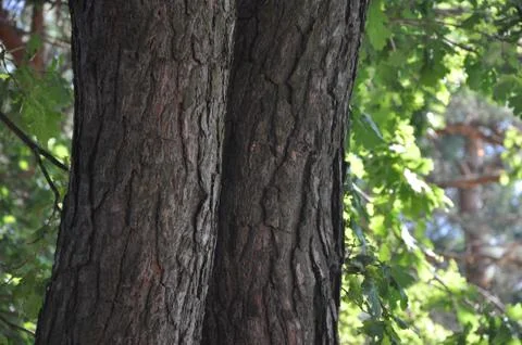 The bark on the trees. Stock Photos