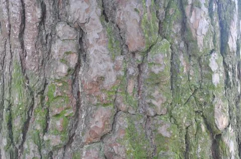The bark on the trees. Stock Photos