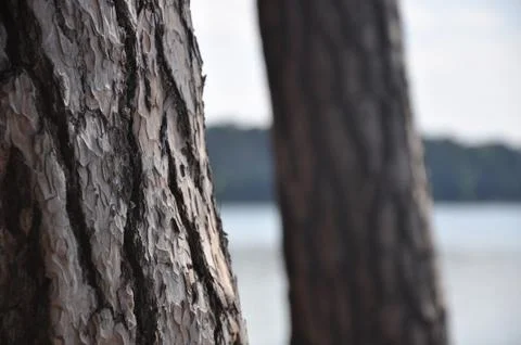 The bark on the trees. Stock Photos