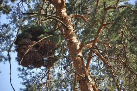 The bark on the trees. Stock Photos
