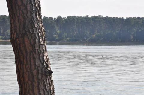 The bark on the trees. Stock Photos
