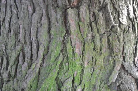 The bark on the trees. Stock Photos